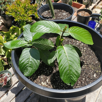 Rifat Clone (Kratom/M. speciosa)