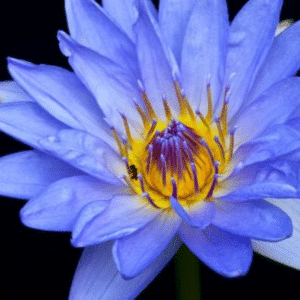 Blue Lotus Extract Powder